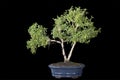 Serissa japonica bonsai planted in ceramic pot