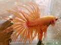 Serit orange betta fish are very beautiful Royalty Free Stock Photo