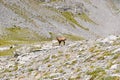 Mountain chamois. Royalty Free Stock Photo