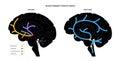 Serotonin and dopamine pathway