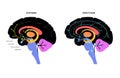 Serotonin and dopamine pathway