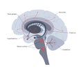 Serotonin pathway in brain