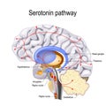 Serotonin pathway. vector diagram Royalty Free Stock Photo