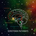 Serotonin pathways in the brain. Neuroscience medical infographic. Striatum, substantia nigra, hippocampus, ventral tegmental area Royalty Free Stock Photo