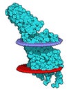 Serotonin receptor 5-HT2B protein. Shown in complex with an LSD molecule. Involved in drug-induced valvular heart disease. 3D