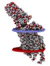 Serotonin receptor 5-HT2B protein. Shown in complex with an LSD molecule. Involved in drug-induced valvular heart disease. 3D