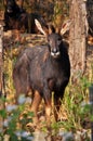 Serow Royalty Free Stock Photo
