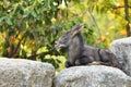 Serow Royalty Free Stock Photo