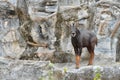Serow Royalty Free Stock Photo