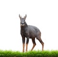 Serow with green grass isolated