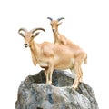 Serow (Mountain Goat , Capricornis sumatraensis) stand on rock at Chiangrai ,Thailand (Isolated)