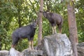 Serow standing on the cliff Royalty Free Stock Photo