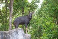 Serow stanging on the rock Royalty Free Stock Photo