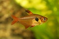 Serpae Tetra Aquarium Fish Hyphessobrycon eques jewel tetra Royalty Free Stock Photo