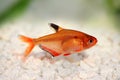 Serpae Tetra Barb Hyphessobrycon serape eques Royalty Free Stock Photo