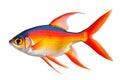 Serpae Tetra fish isolated on white or transparent background. Close-up of colorful fish, side view. A graphic design