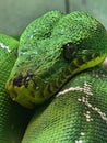 Serpant reptile vert Royalty Free Stock Photo