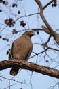 Serpent Eagle Royalty Free Stock Photo