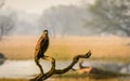 Serpent Eagle in beautiful pose Royalty Free Stock Photo