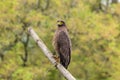 Serpent eagle bird looking for the food in the bandipur forest area with awesome background