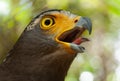 Serpent-Eagle. Royalty Free Stock Photo
