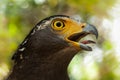 Serpent-Eagle. Royalty Free Stock Photo