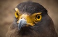 Serpent-Eagle. Royalty Free Stock Photo