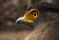 Serpent-Eagle. Royalty Free Stock Photo