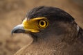 Serpent-Eagle. Royalty Free Stock Photo
