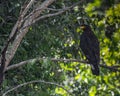 A Serpent Eagle Royalty Free Stock Photo