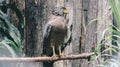Serpent Eagle, Crested Serpent Eagle Spilornis cheela sitting in the branch with wood background.