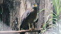 Serpent Eagle, Crested Serpent Eagle Spilornis cheela sitting in the branch with wood background.