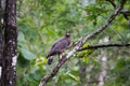 Serpent eagle Royalty Free Stock Photo