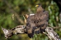 Serpent eagle perching on a branch. Royalty Free Stock Photo