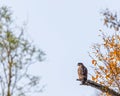 A Serpent Eagle perching Royalty Free Stock Photo
