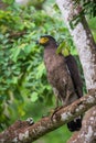 Serpent eagle perching Royalty Free Stock Photo