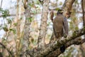 Serpent eagle perching Royalty Free Stock Photo