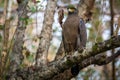 Serpent eagle perching Royalty Free Stock Photo