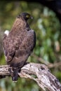 Serpent eagle Perching on a tree Royalty Free Stock Photo