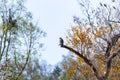 A Serpent Eagle perching Royalty Free Stock Photo