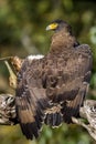 Serpent eagle Ready to takeoff Royalty Free Stock Photo
