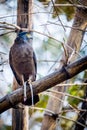 Serpent eagle with a serpent Royalty Free Stock Photo