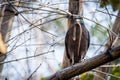 Serpent eagle with snake Royalty Free Stock Photo