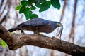 Serpent eagle with a snake Royalty Free Stock Photo