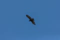 Serpent Eagle soaring in the blue sky Royalty Free Stock Photo