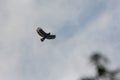 Serpent Eagle soaring in the blue sky Royalty Free Stock Photo