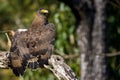 Serpent eagle well lit Royalty Free Stock Photo