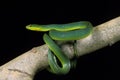 Green Snake, opheodrys major against Black Background