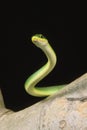 Green Snake, opheodrys major against Black Background