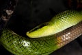 SERPENT RATIER A QUEUE ROUGE  gonyosoma oxycephala Royalty Free Stock Photo